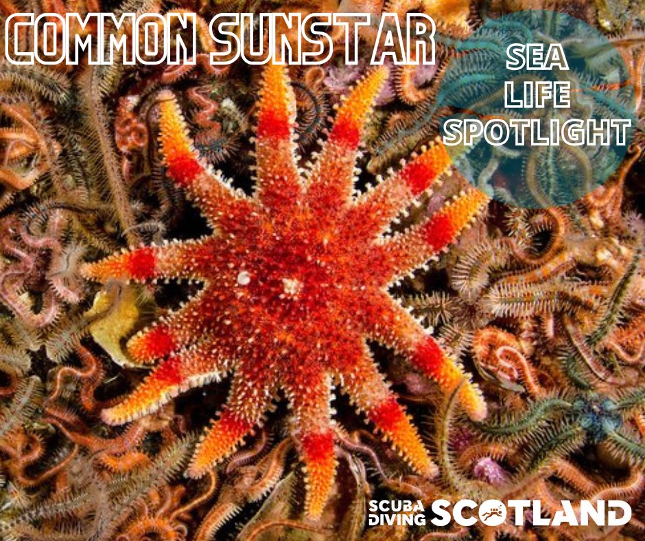 🏴 SEA LIFE SPOTLIGHT - COMMON SUNSTAR