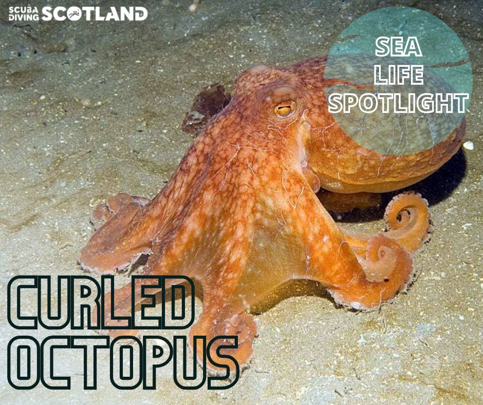 🏴🐙SEA LIFE SPOTLIGHT: CURLED OCTOPUS🐙🏴