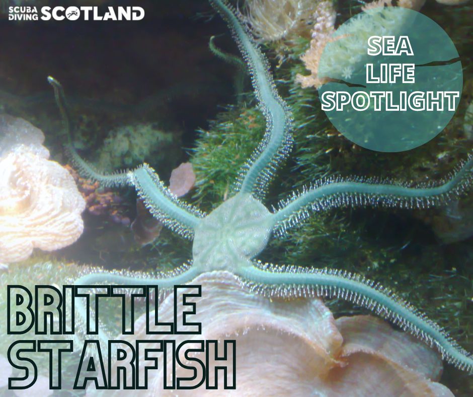 ⭐️SEA LIFE SPOTLIGHT: BRITTLE STAR ⭐️