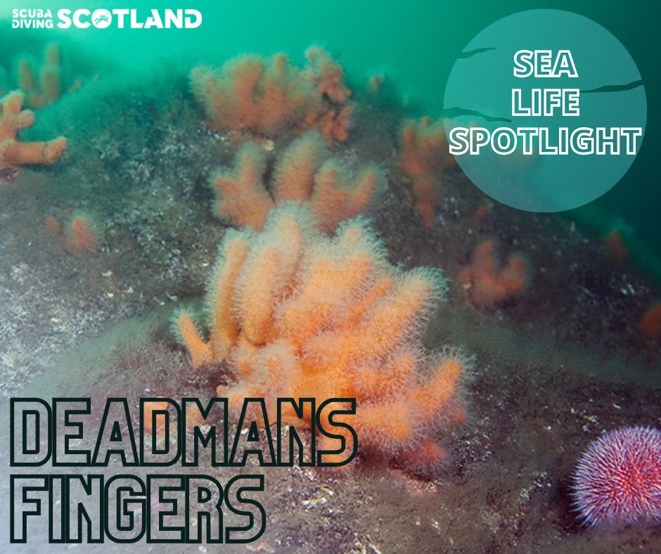 🏴󠁧󠁢󠁳󠁣󠁴󠁿🪸SEA LIFE SPOTLIGHT: DEAD MANS FINGERS 🪸🏴󠁧󠁢󠁳󠁣󠁴󠁿