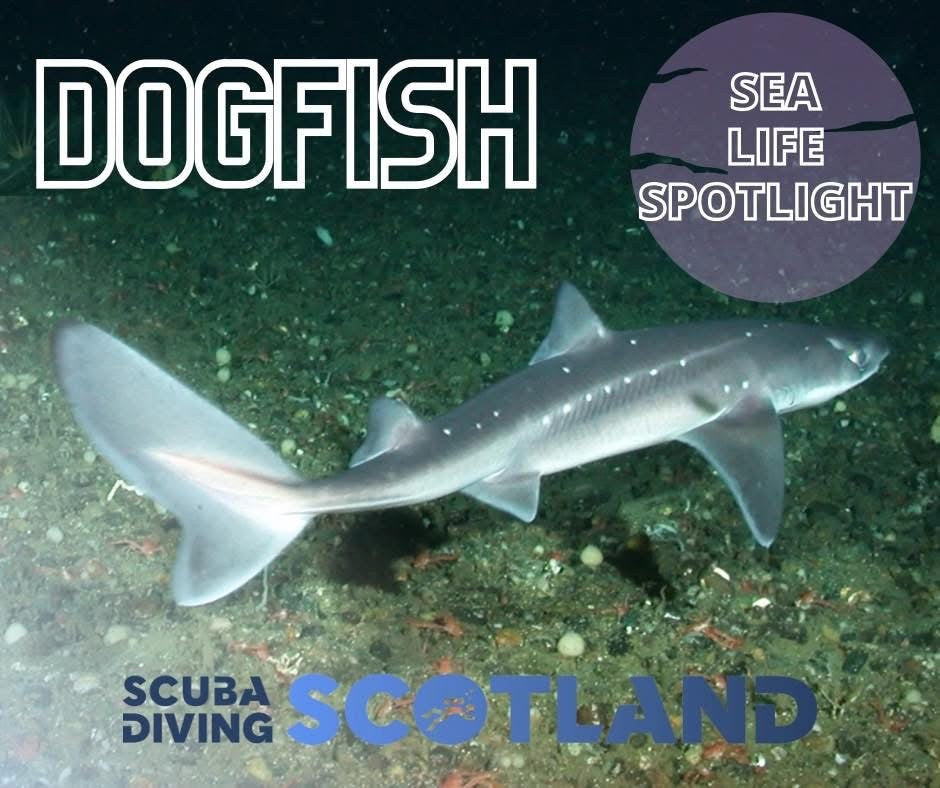 🏴󠁧󠁢󠁳󠁣󠁴󠁿 SEA LIFE SPOTLIGHT: THE DOGFISH 🏴󠁧󠁢󠁳󠁣󠁴󠁿
